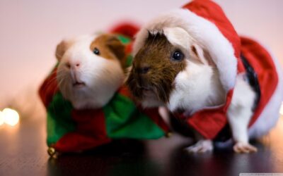 What’s on at Christmas for children at Tiny Town Play Centre