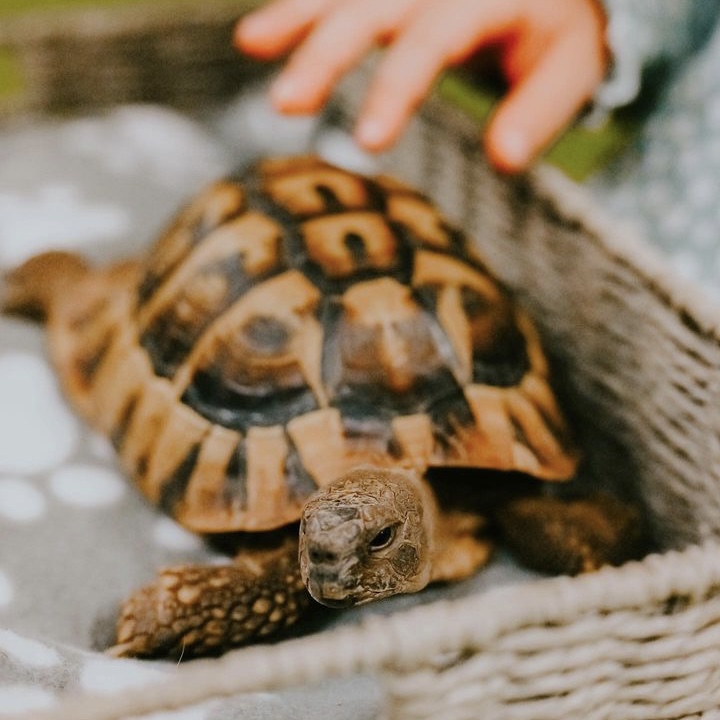 Animal Event for Children