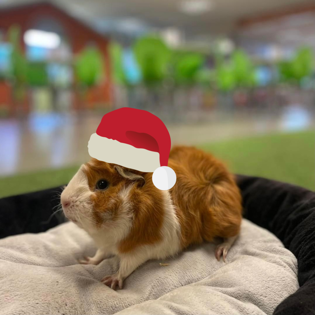 Christmas Events at Tiny Town