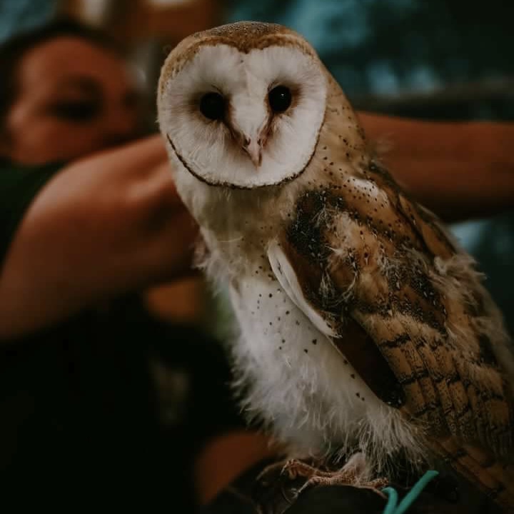 Animal Event for Children