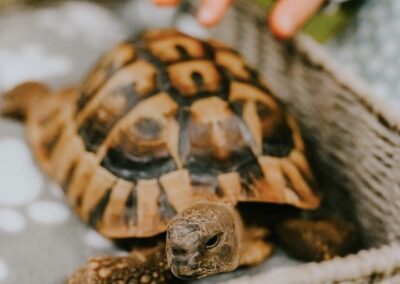 Elvis the Tortoise