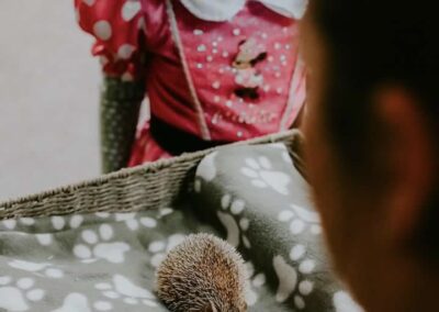 Hedgehog