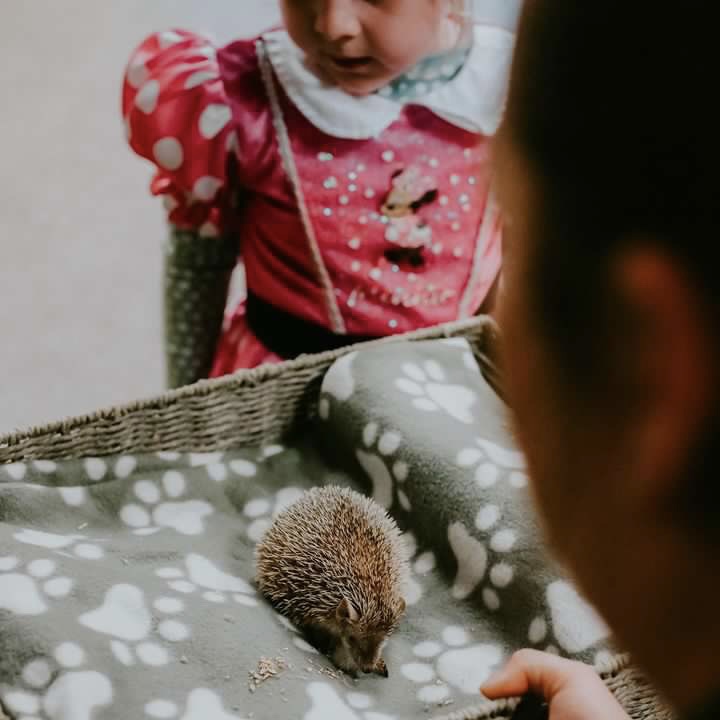 Hedgehog Hedgehog
