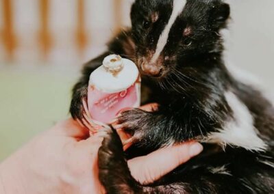 Flower the Skunk