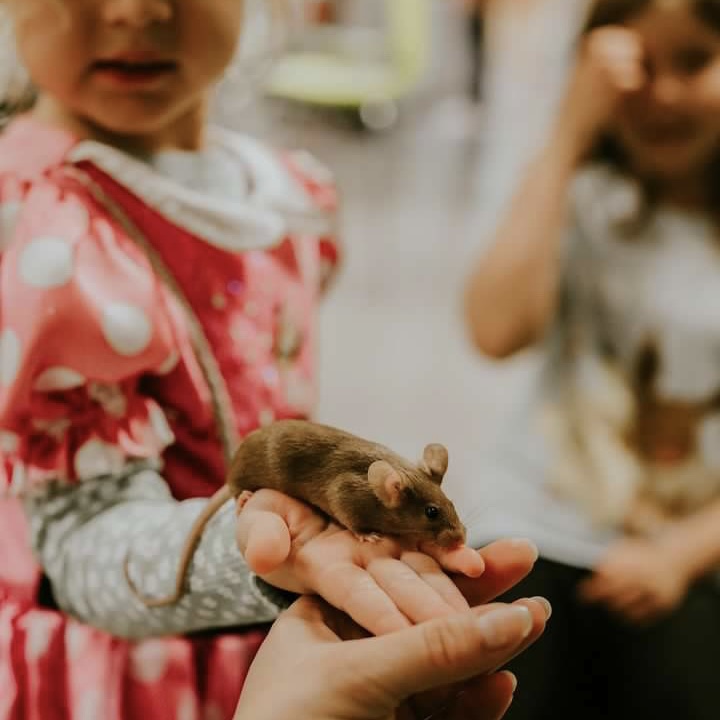 Mouse