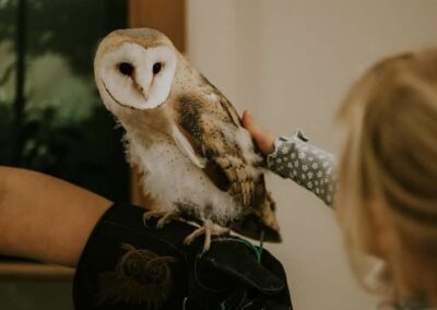 Owl