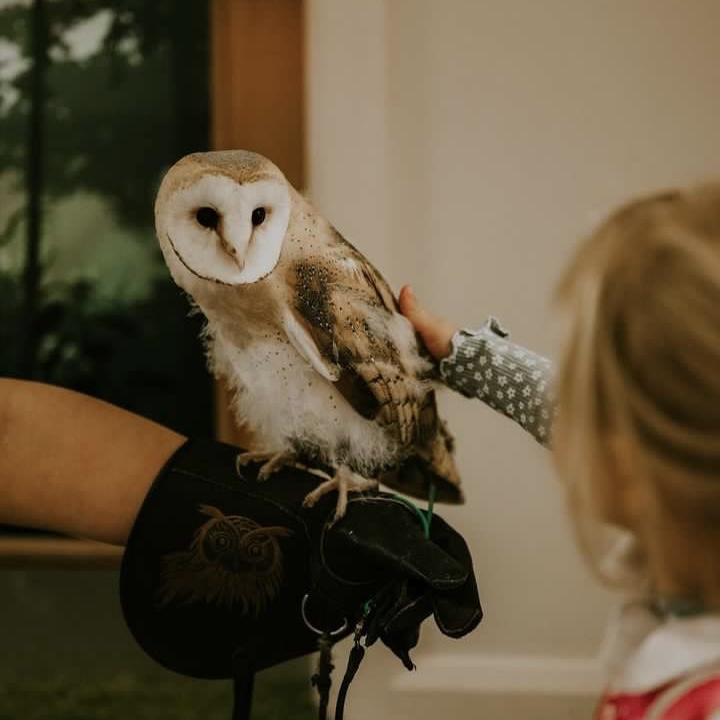 Barn Owl Owl