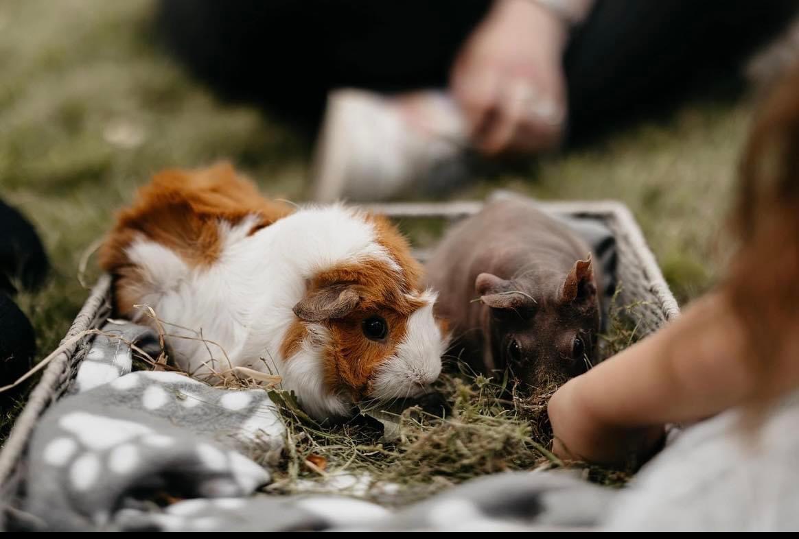 Guinea Pigs