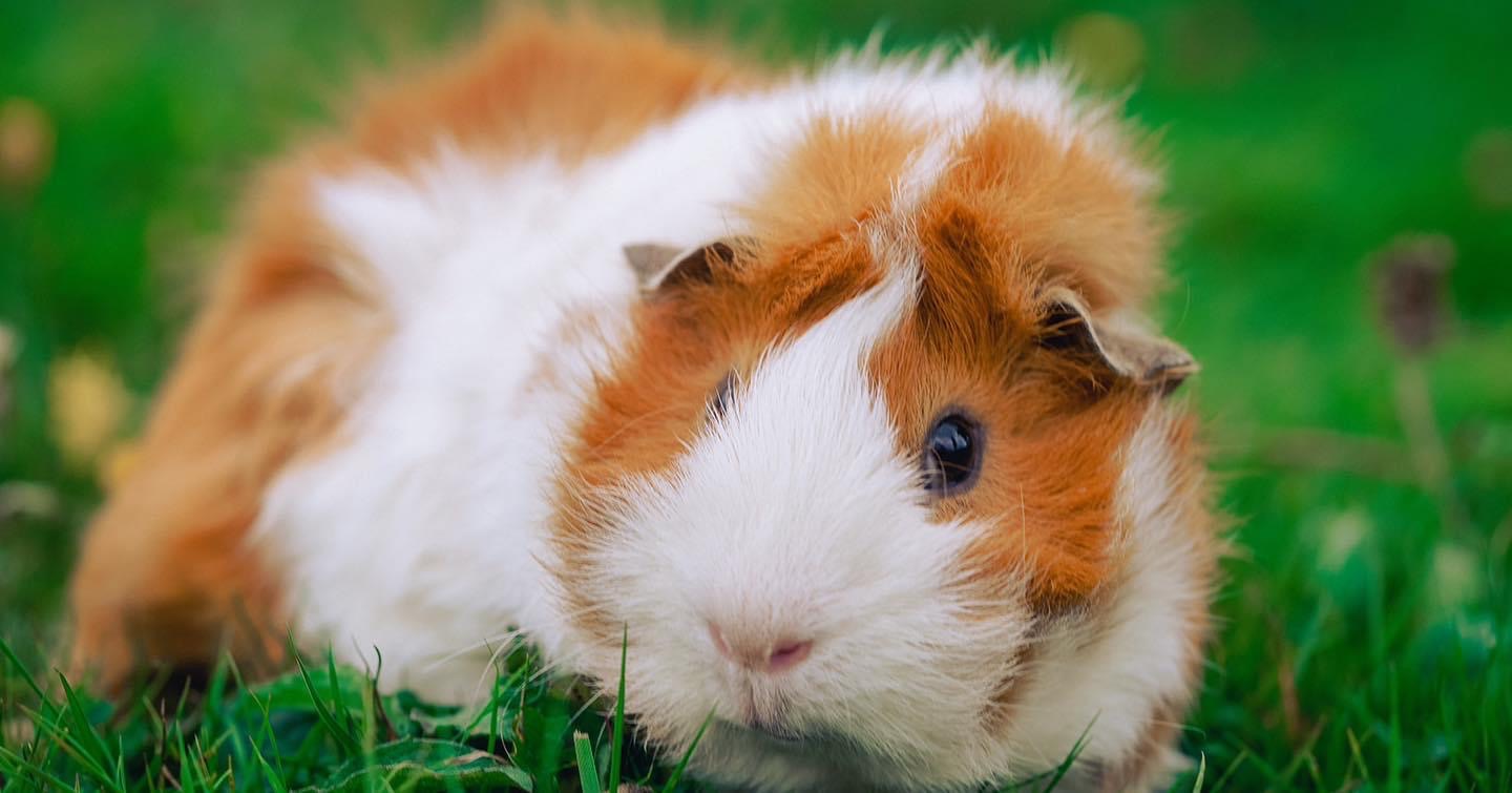 Guinea Pig