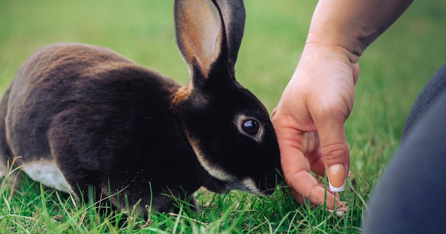 Rabbit
