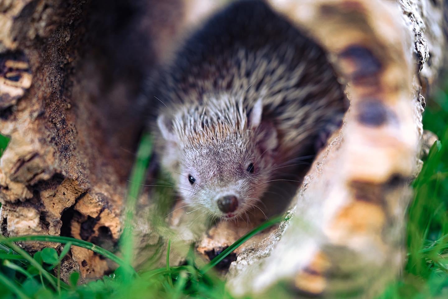 Hedgehog